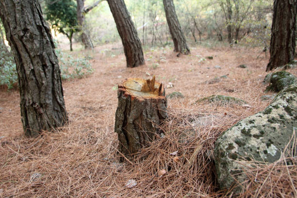 Best Stump Grinding and Removal  in Patterson Tract, CA