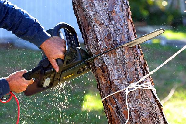 Best Hazardous Tree Removal  in Patterson Tract, CA